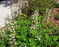 baptisia albescens 2.jpg